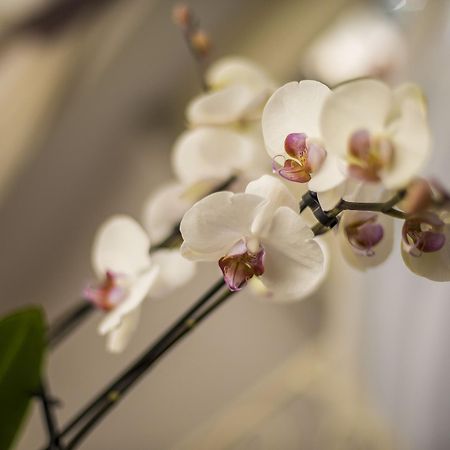 Trastevere Royal Suite Рим Екстериор снимка